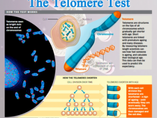 Telemere Test